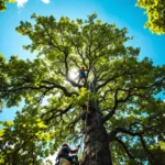 Boomverzorger snoeit hoog in een eikenboom vanuit laag perspectief, met hoogwerker zichtbaar aan de basis en veiligheidsuitrusting in Almere.