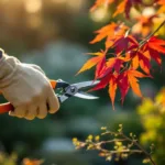 Vakkundige tuiniershanden in leren handschoenen snoeien een Japanse esdoorn in een verzorgde tuin in Almere, met zonlicht door de rood-oranje bladeren.