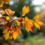 Boomtak met herfstbladeren in verschillende stadia van verkleuring, van groen naar bruin, met regendruppels in een tuin in Almere.