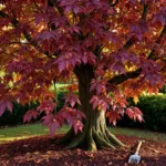 Koperen beuk met roodpaarse bladeren in herfstsfeer, sommige verkleurend naar bruin, in verzorgde tuin in Almere met mulch en tuingereedschap.