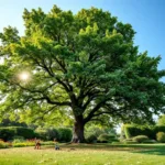 Gezonde eikenboom tijdens professioneel onderhoud in een verzorgde tuin in Almere, met snoeiereedschap en kleurrijke bloembedden op de achtergrond.