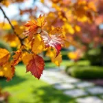 Prunus boomtak met gedeeltelijk gele en vallende bladeren, sommige met bruine vlekken, in een verzorgde herfsttuin met gefilterd zonlicht.
