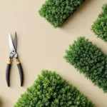 Professionele snoeischaar op geometrisch gerangschikte coniferen met scherpe sneden en natuurlijk licht