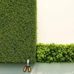 Haagschaar naast verticaal gesplitste heg: links strak gemanicuurd, rechts overgroeid, bovenaanzicht op crème achtergrond