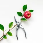 Snoeischaar en boomtak met groene bladeren en rode appel op witte achtergrond, bovenaanzicht